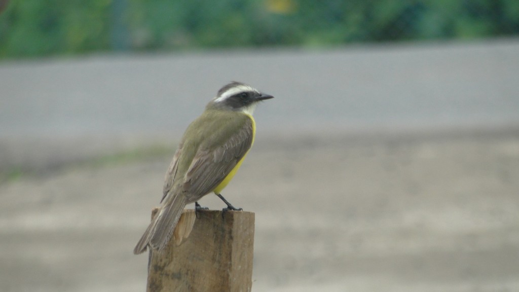 Foto de Upala (Alajuela), Costa Rica