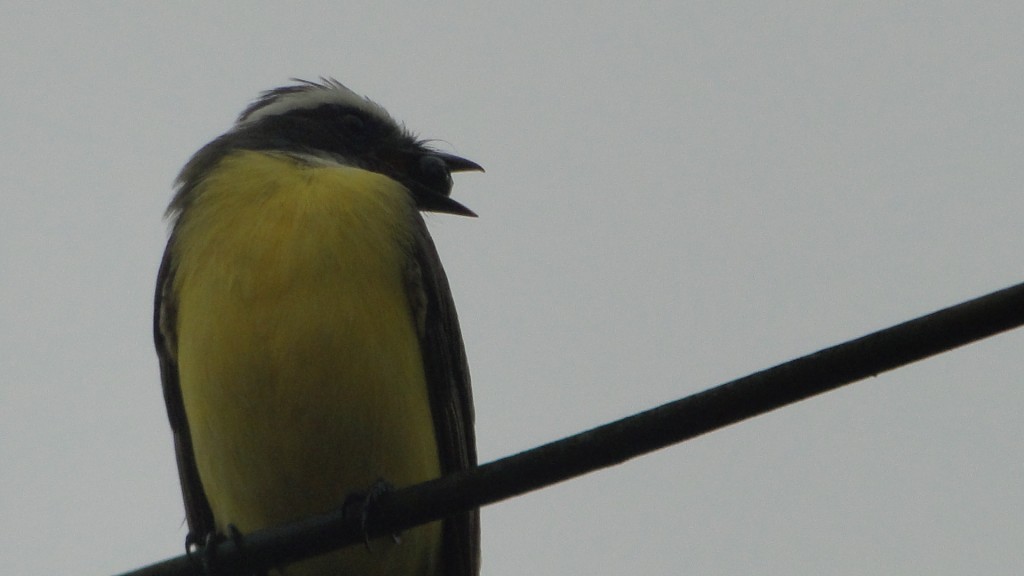 Foto de Upala (Alajuela), Costa Rica