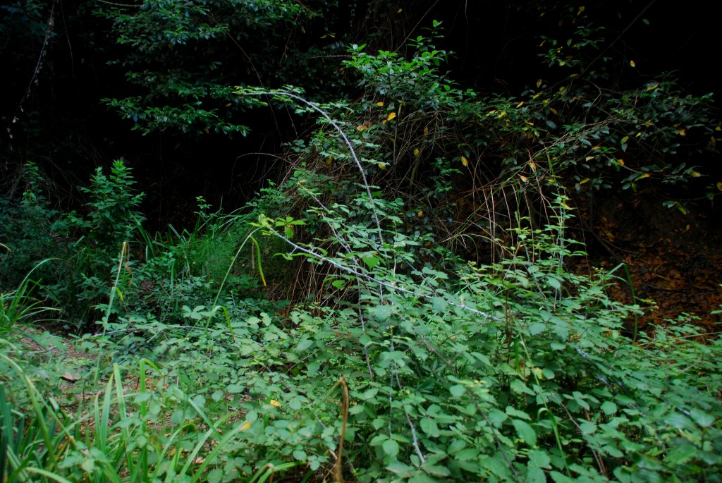 Foto de Vallvidrera (Barcelona), España