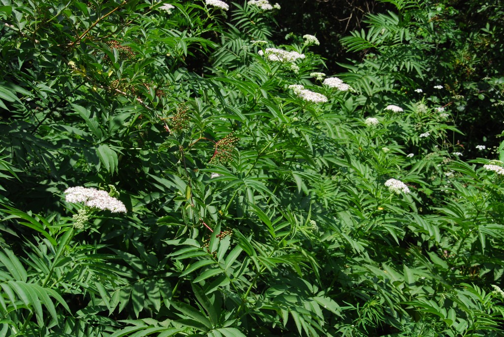 Foto de Vallvidrera (Barcelona), España