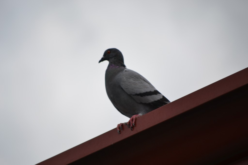 Foto: PARQUE CENTRAL - Alajuela, Costa Rica
