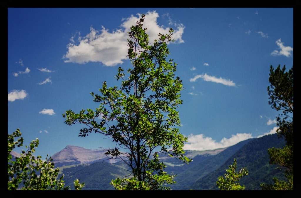 Foto: Fauna y flora - Pirineos (Huesca), España