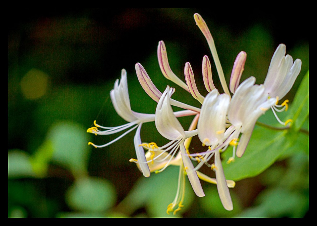 Foto: Fauna y flora - Pirineos (Huesca), España