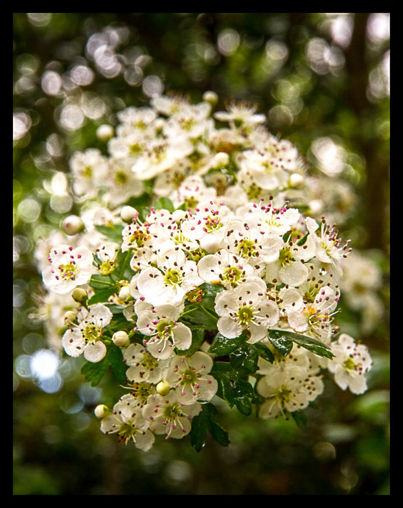 Foto: Fauna y flora - Pirineos (Huesca), España
