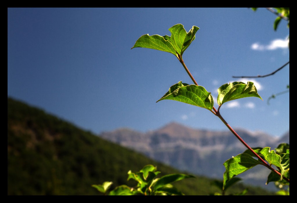 Foto: Fauna y flora - Pirineos (Huesca), España