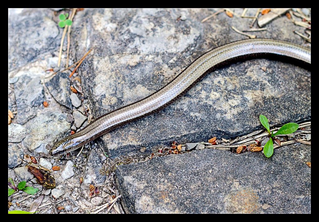 Foto: Fauna y flora - Pirineos (Huesca), España
