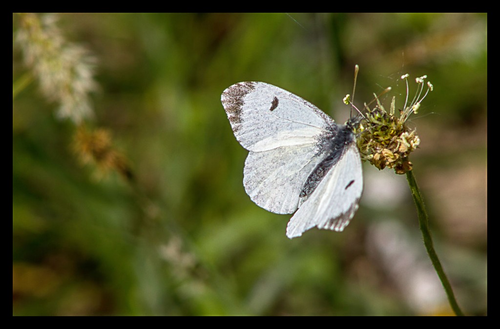 Foto: Fauna y flora - Pirineos (Huesca), España