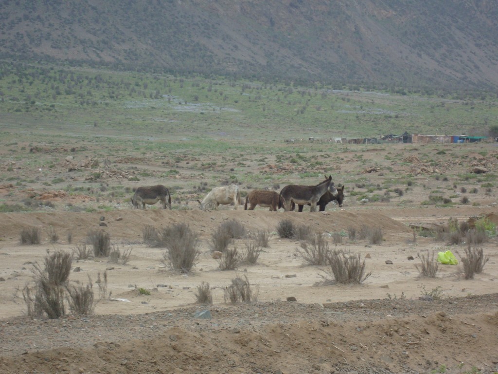 Foto: Burros salvajes - Paposo (Antofagasta), Chile