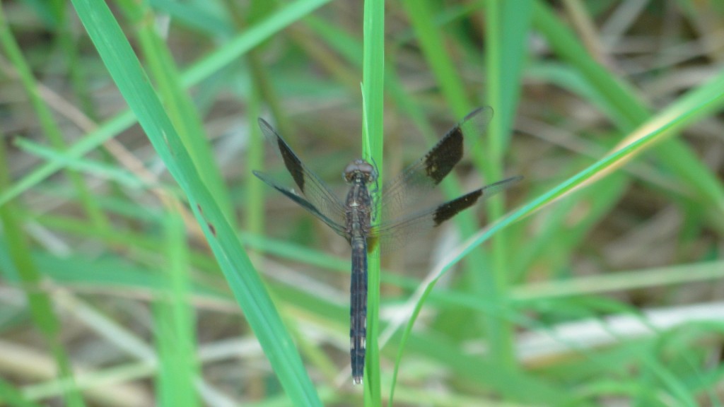 Foto de Upala, Costa Rica