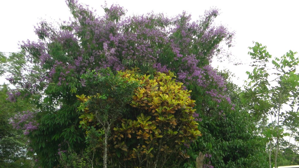 Foto: Colores - Upala (Alajuela), Costa Rica