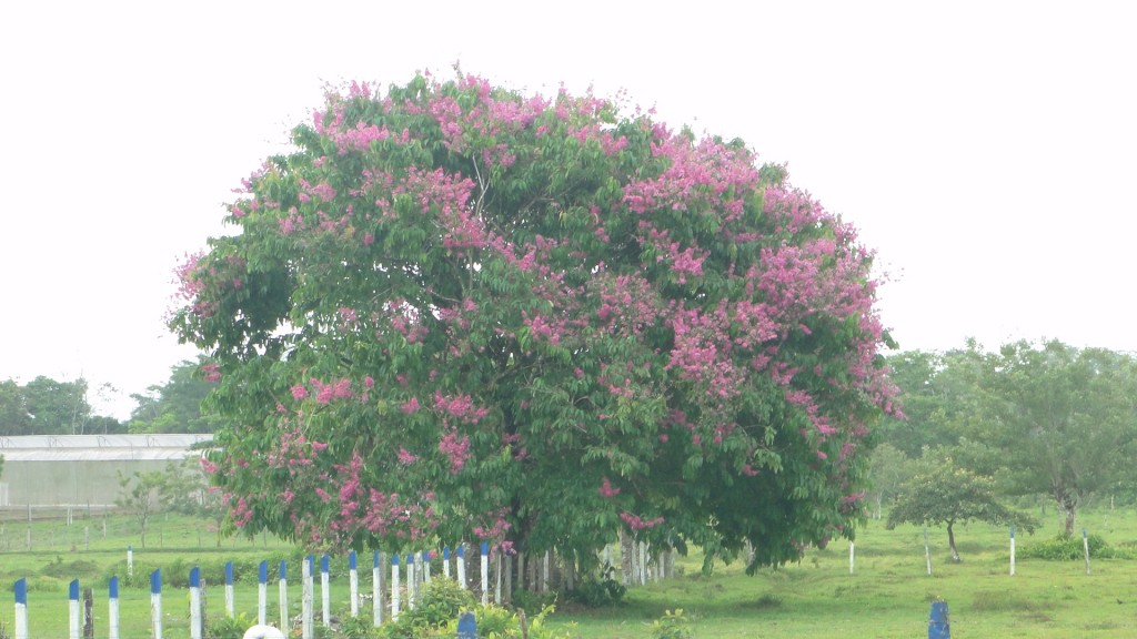 Foto: Alajuela - Upala (Alajuela), Costa Rica
