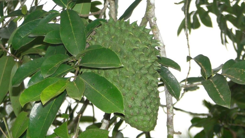 Foto: Naturaleza - Upala (Alajuela), Costa Rica
