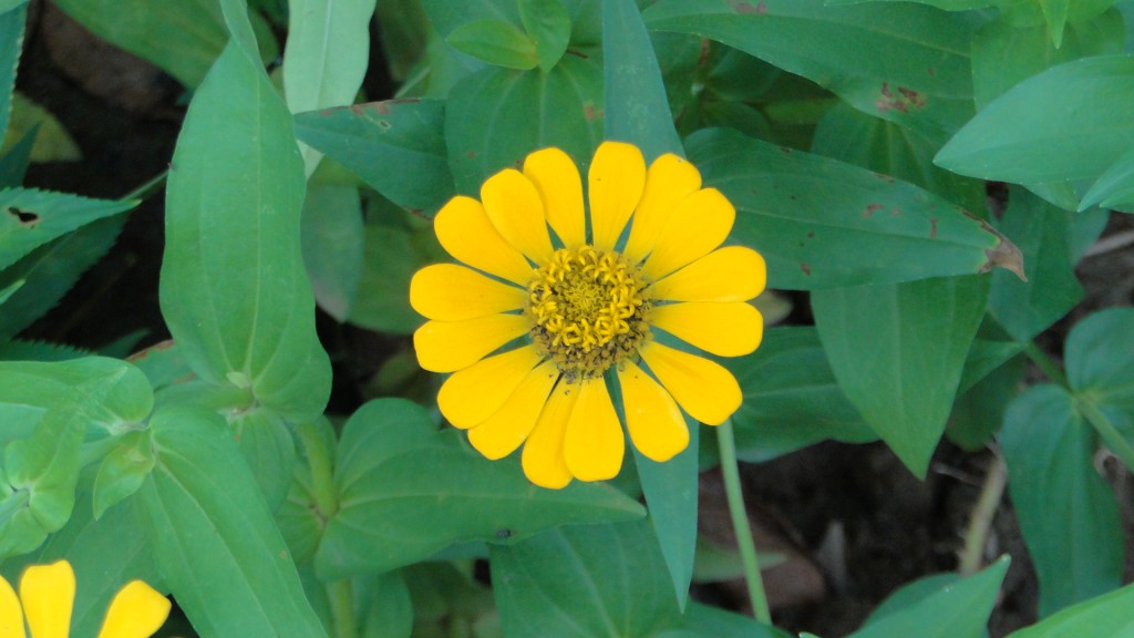 Foto: Naturaleza - Upala (Alajuela), Costa Rica