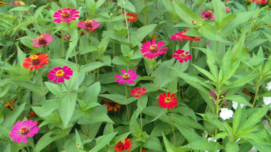 Foto: Naturaleza - Upala (Alajuela), Costa Rica