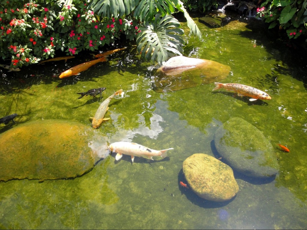 Foto: Parque das Aves - Foz do Iguaçú (Paraná), Brasil
