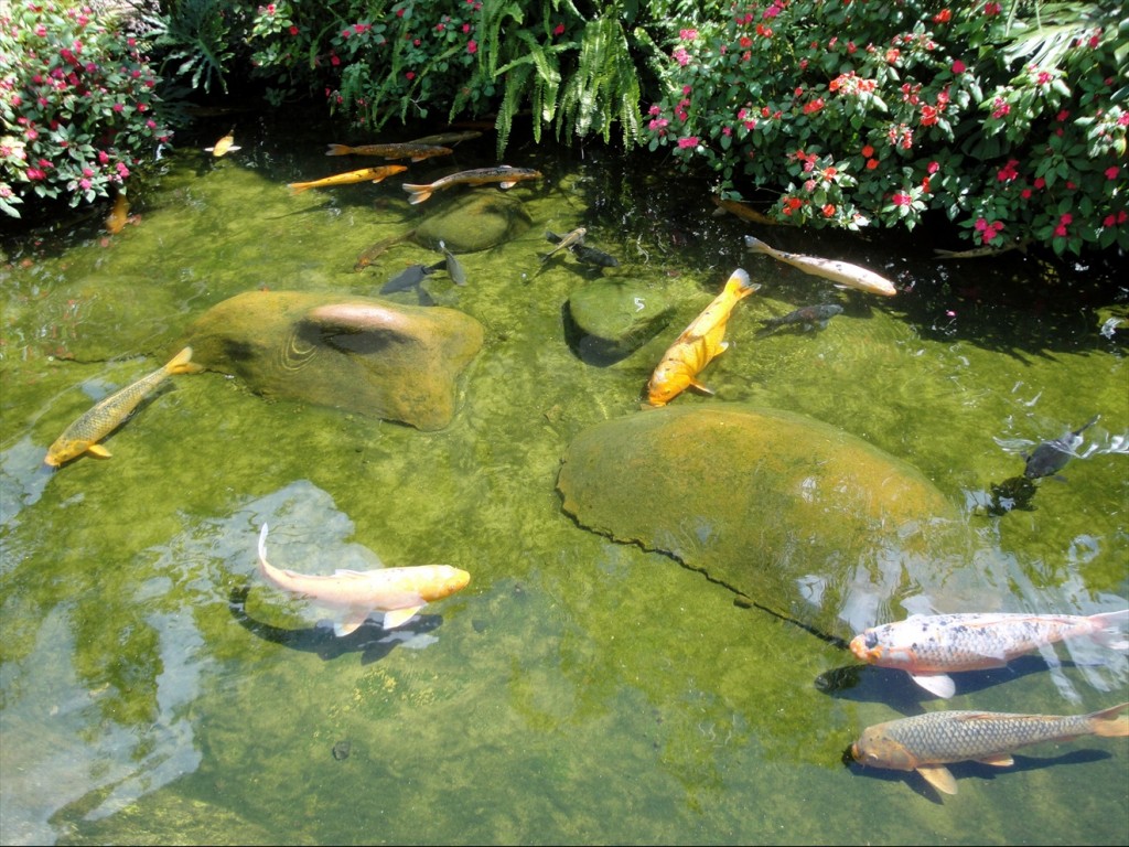 Foto: Parque das Aves - Foz do Iguaçú (Paraná), Brasil