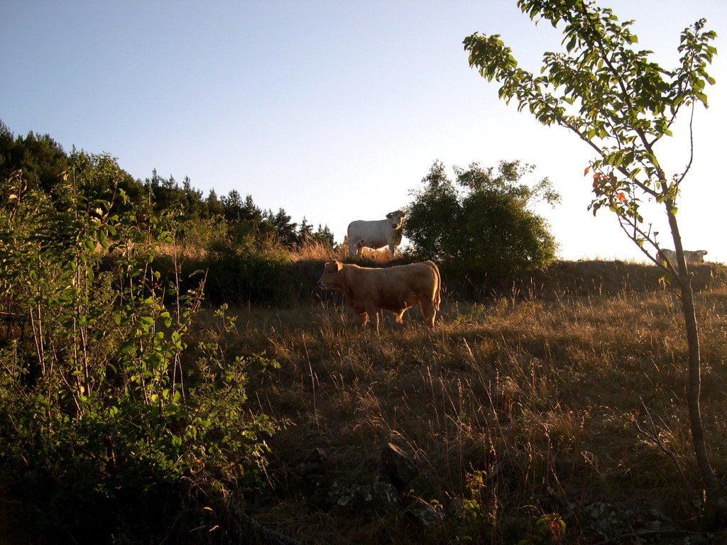 Foto de Montellà i Martinet (Lleida), España