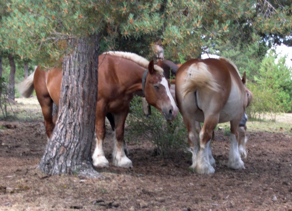 Foto de Montellà i Martinet (Lleida), España