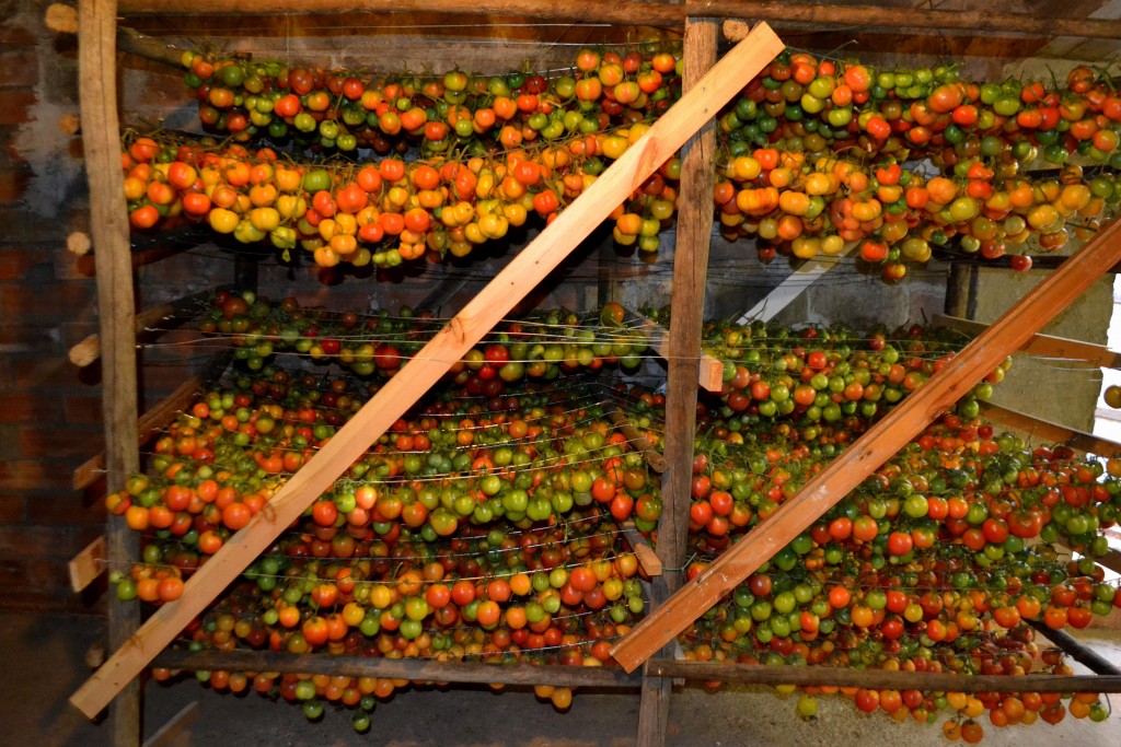 Foto: Tomacons - Torrelles de Foix (Barcelona), España