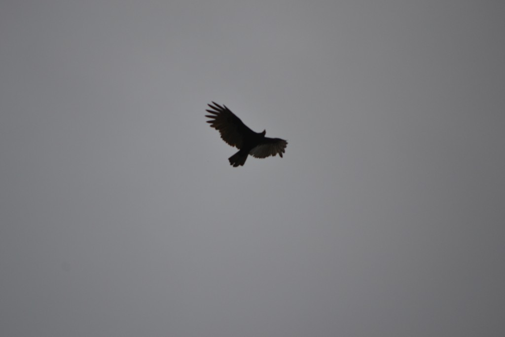 Foto de Jacob (Puntarenas), Costa Rica