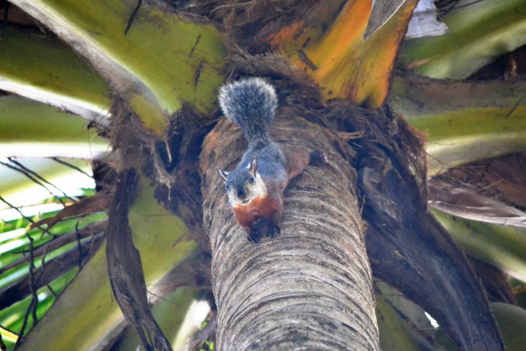Foto de Jacob (Puntarenas), Costa Rica
