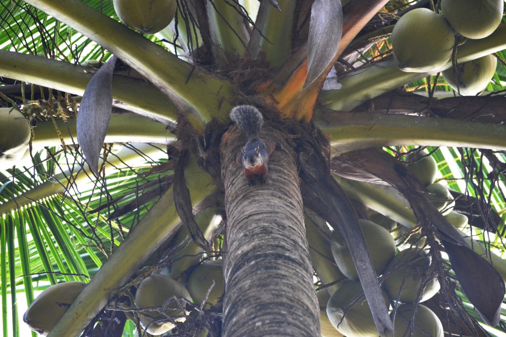 Foto de Jacob (Puntarenas), Costa Rica