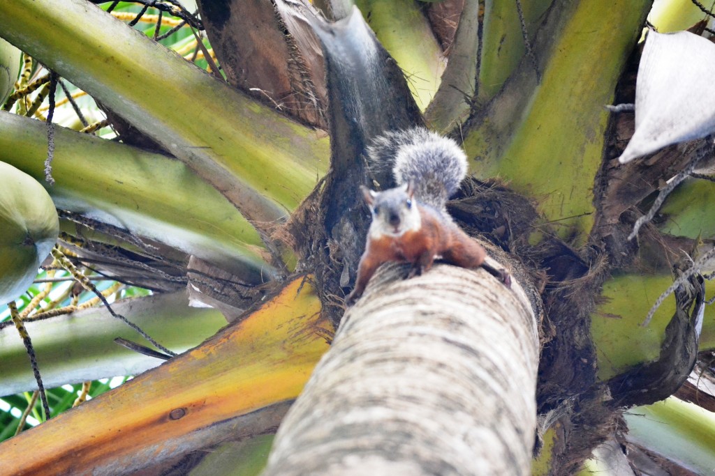Foto de Jacob (Puntarenas), Costa Rica