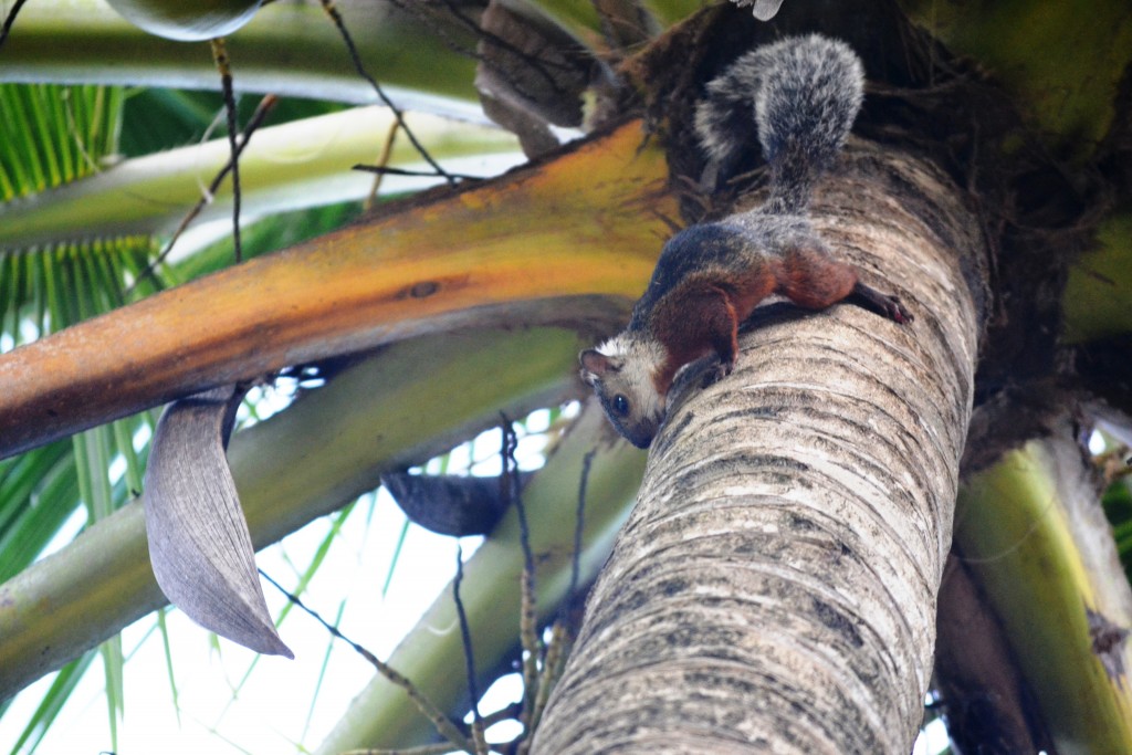 Foto de Jacob (Puntarenas), Costa Rica