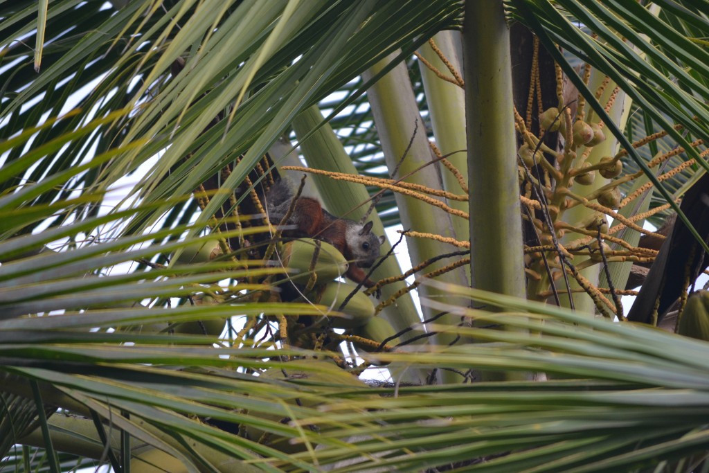 Foto de Jacob (Puntarenas), Costa Rica
