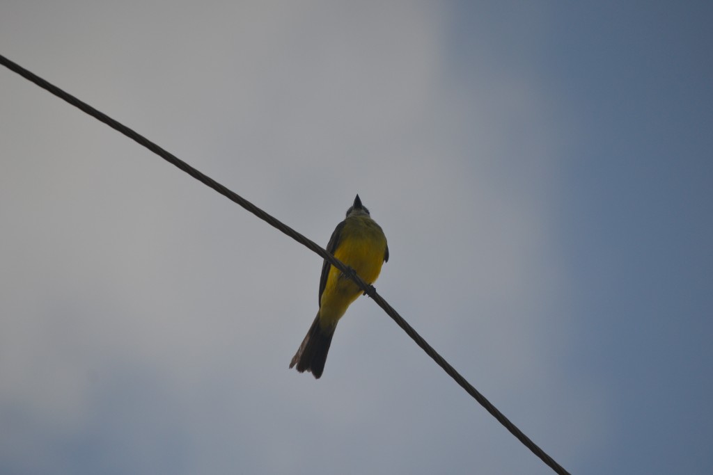 Foto de Jacob (Puntarenas), Costa Rica