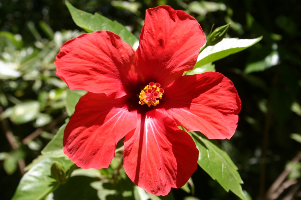 Foto de Cádiz (Andalucía), España