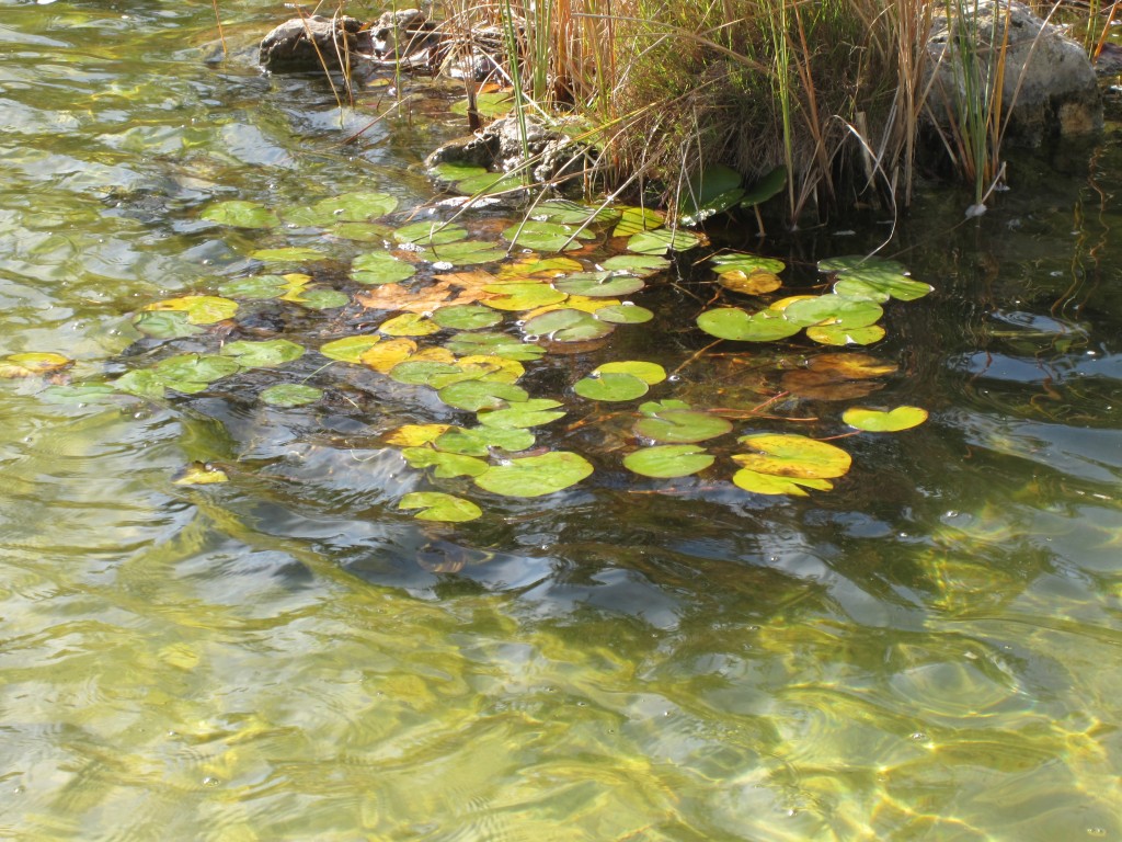 Foto: Nenúfares - Zaragoza (Aragón), España