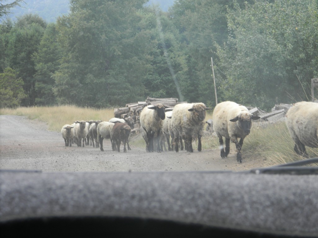 Foto: OVEJAS - Pucon (Araucanía), Chile