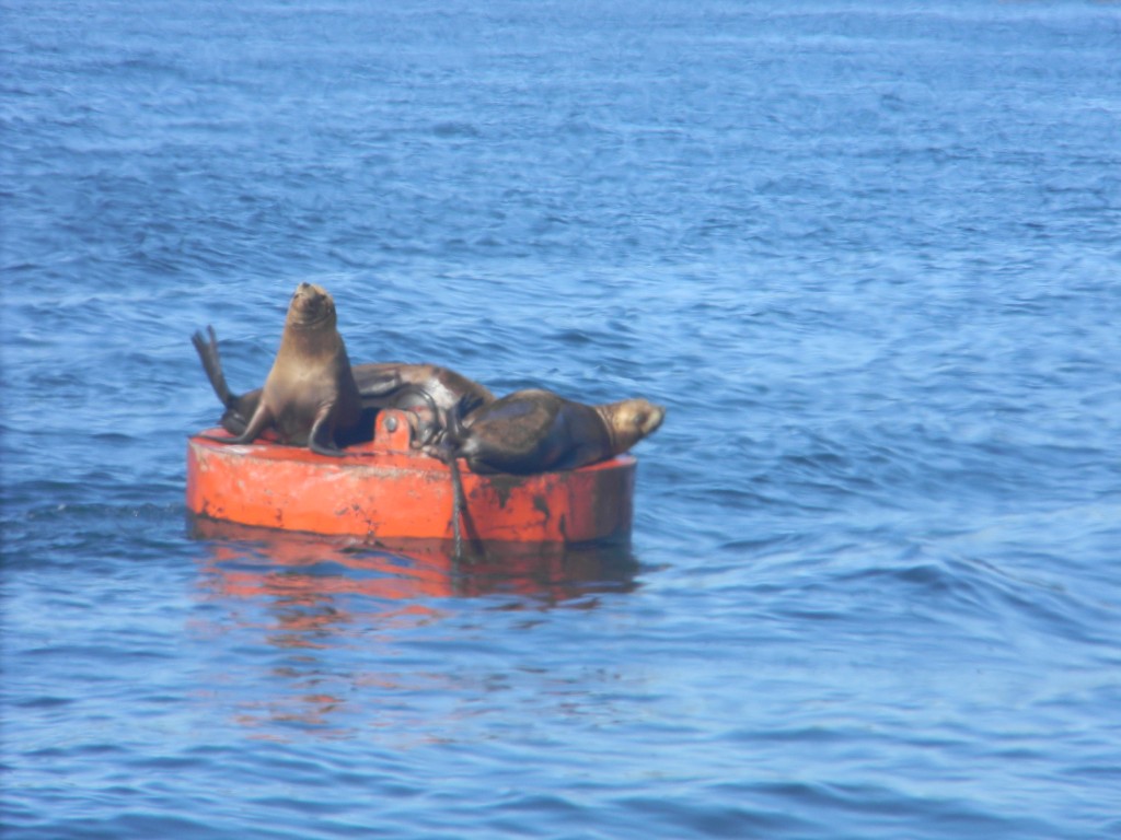Foto: LOBOS - Pargua (Los Lagos), Chile