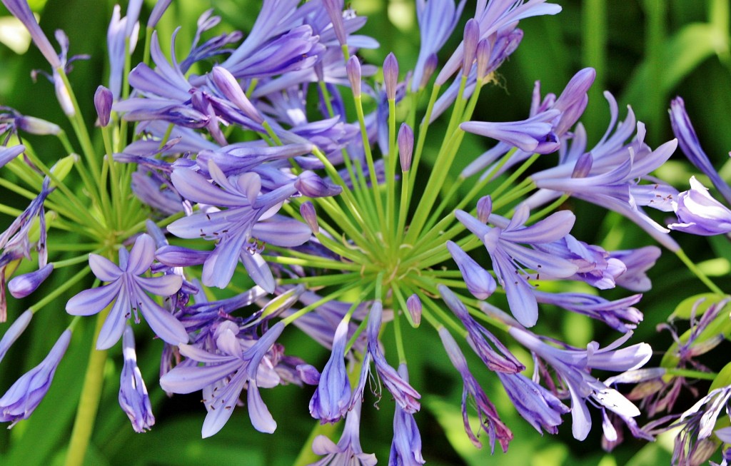 Foto: Jardín del castillo - Tavira (Faro), Portugal