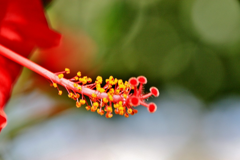Foto: Jardín del castillo - Tavira (Faro), Portugal