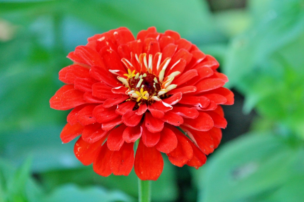 Foto: Jardín del castillo - Tavira (Faro), Portugal