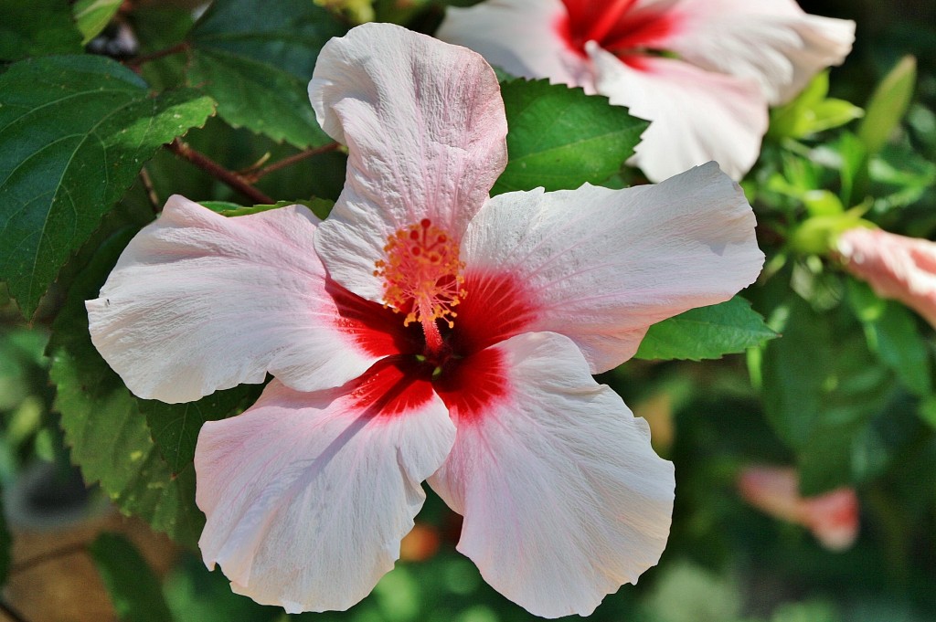Foto: Jardín del castillo - Tavira (Faro), Portugal