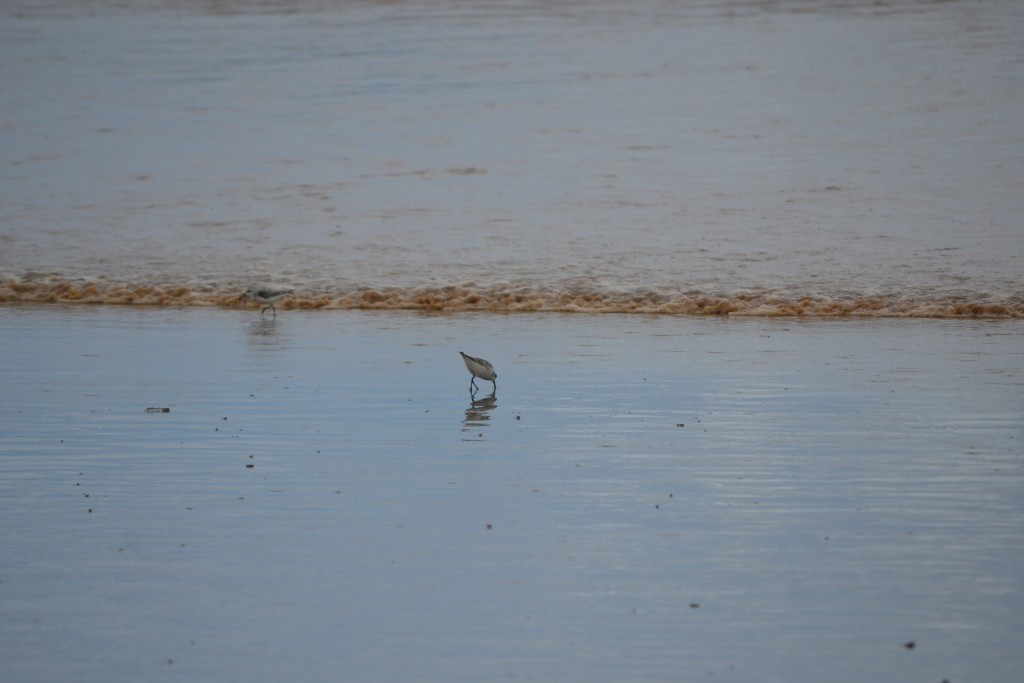 Foto: ave Charadriiforme caminando - Jacob (Puntarenas), Costa Rica