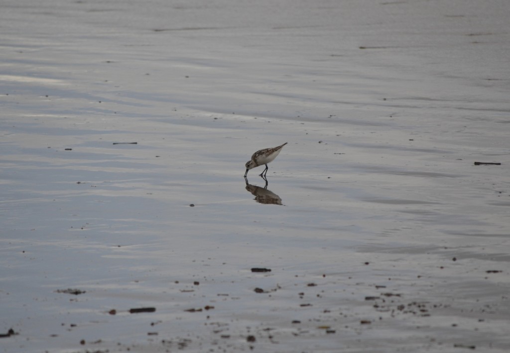 Foto: ave Charadriiforme caminando - Jacob (Puntarenas), Costa Rica