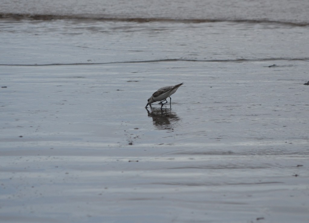 Foto: ave Charadriiforme caminando - Jacob (Puntarenas), Costa Rica