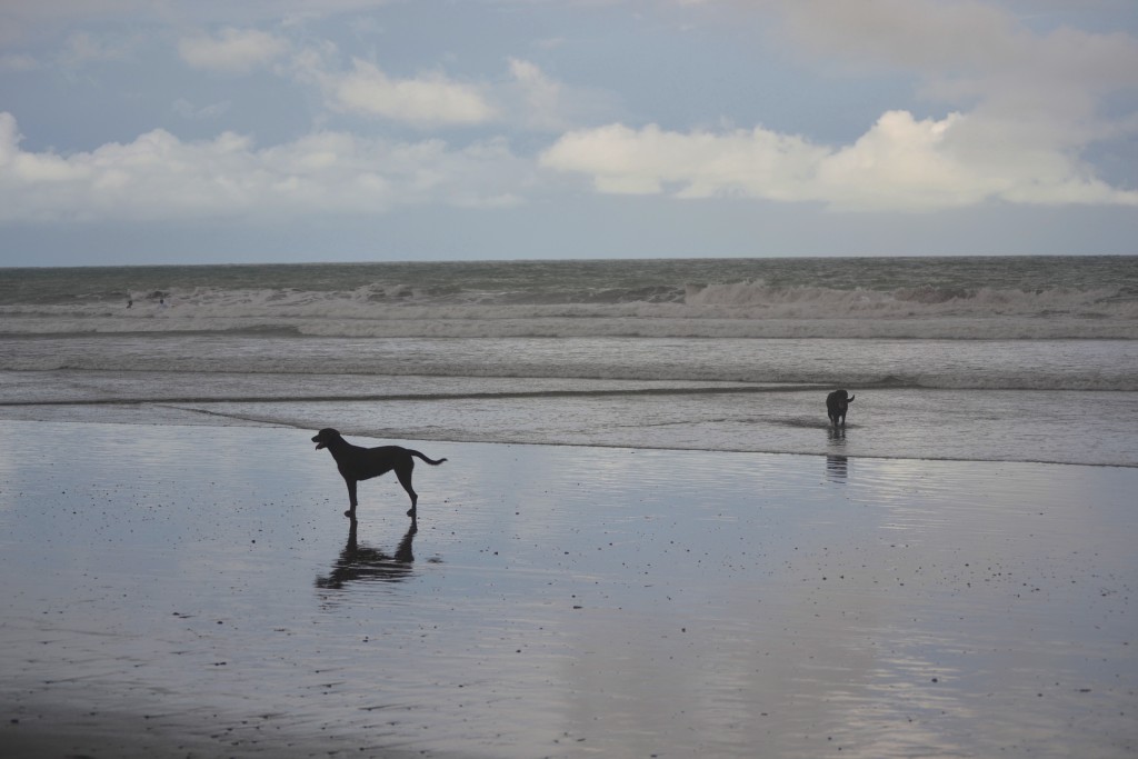 Foto: Sombra - Jacob (Puntarenas), Costa Rica