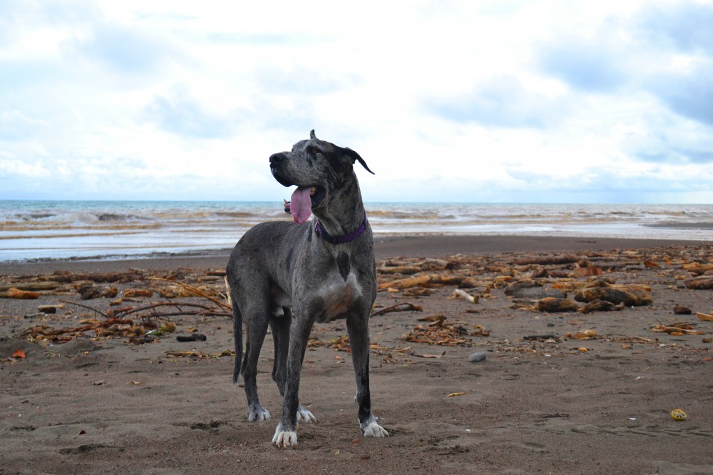 Foto de Jacob (Puntarenas), Costa Rica