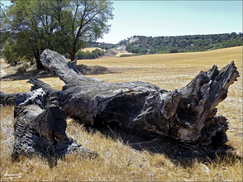 Foto: 120801-24 UTRILLA - Utrilla (Soria), España