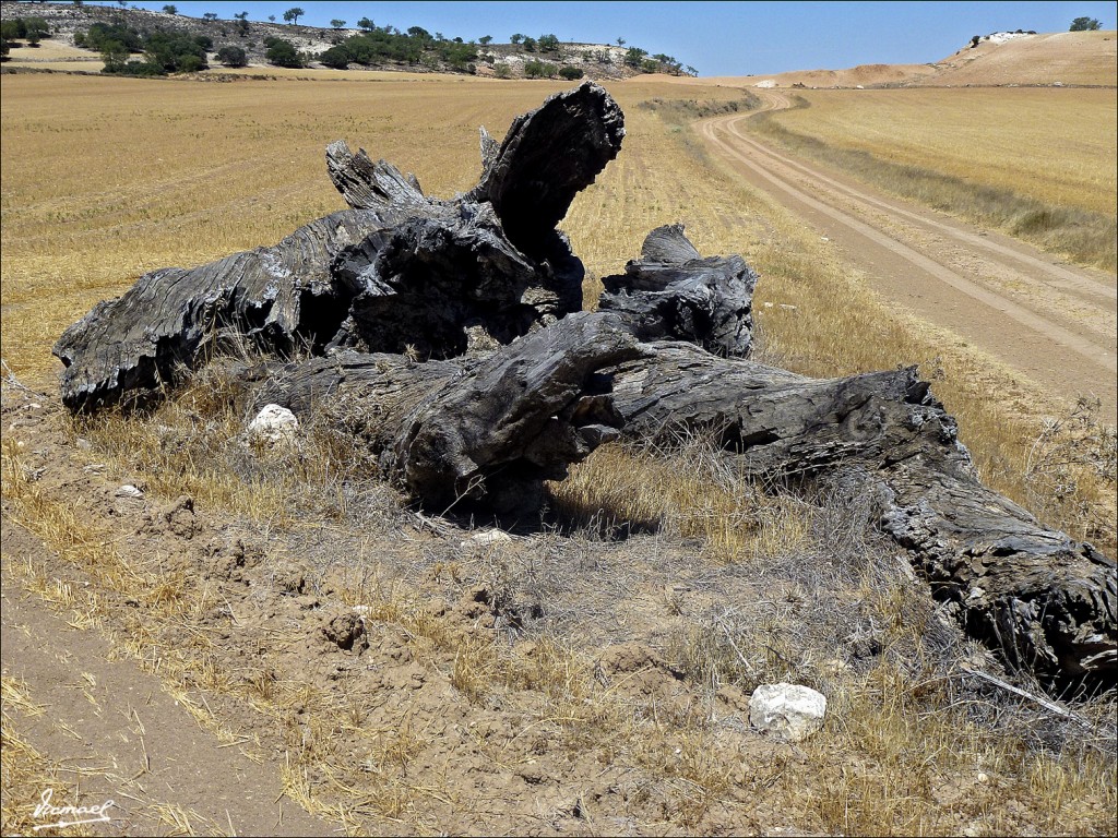 Foto: 120801-25 UTRILLA - Utrilla (Soria), España