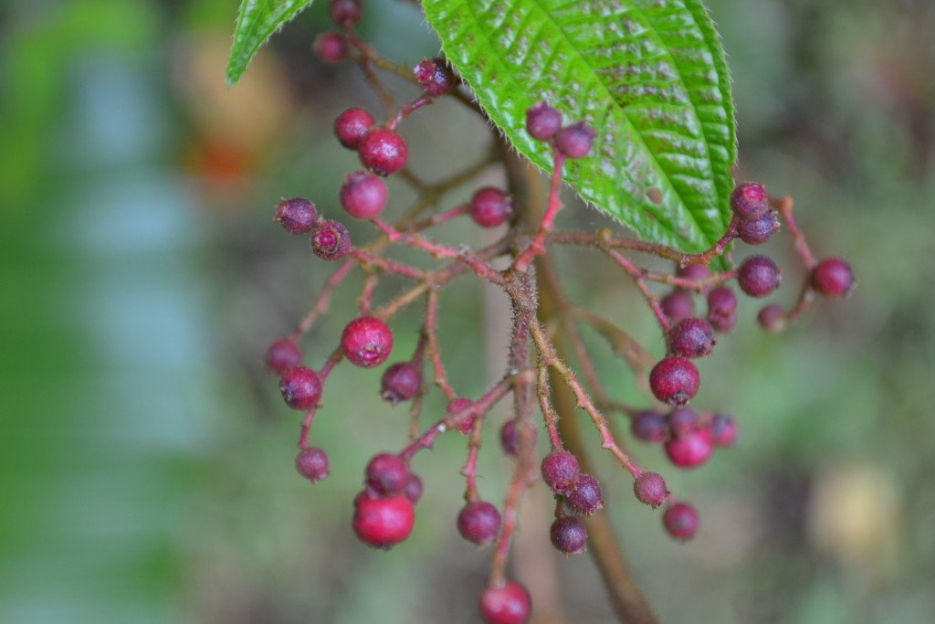 Foto de Vara Blanca (Alajuela), Costa Rica