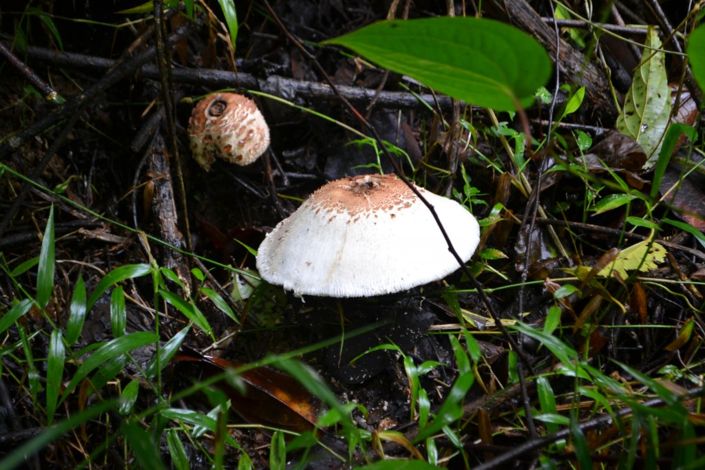 Foto de Vara Blanca (Alajuela), Costa Rica