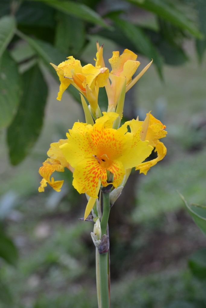Foto de Vara Blanca (Alajuela), Costa Rica