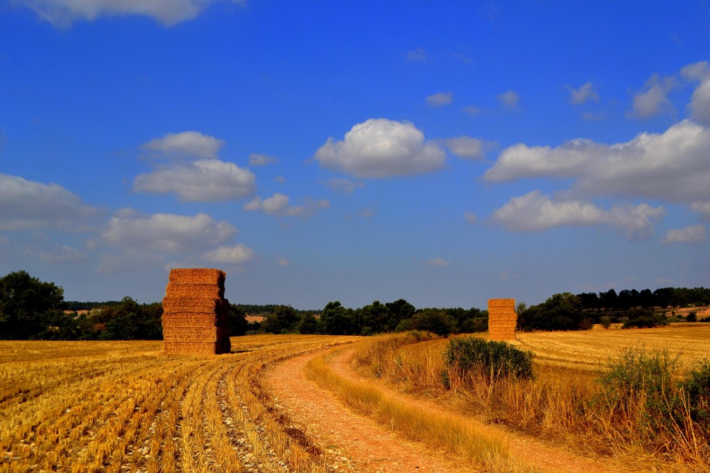 Foto: Paisaje de la Segarra, Lleida - Freixenet (Lleida), España