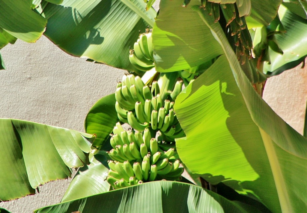 Foto: Plátanos - Silves (Faro), Portugal